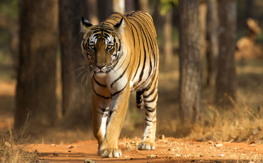 Ranthambore with Golden Triangle Tour: Golden triangle tour package with ranthambore, Golden Triangle With Ranthambore tour packages