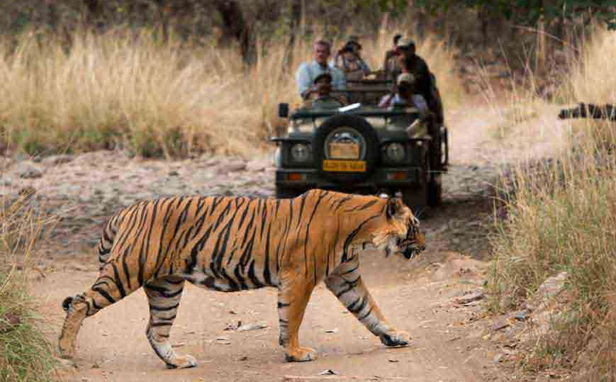 Golden Triangle Tour Package with ranthambore, Ranthambore with Golden Triangle Tour package that lets you discover the charm of Delhi, Agra and Jaipur along with wildlife of Ranthambore