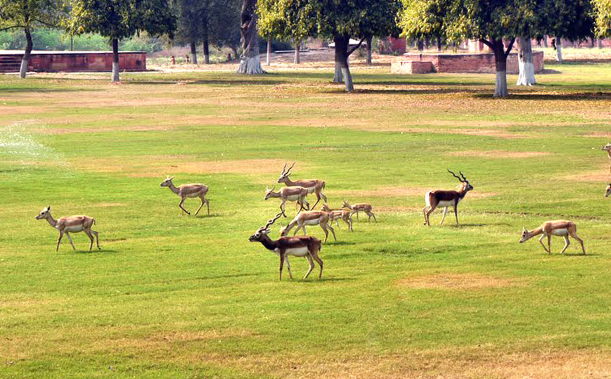 Wildlife SOS in Agra